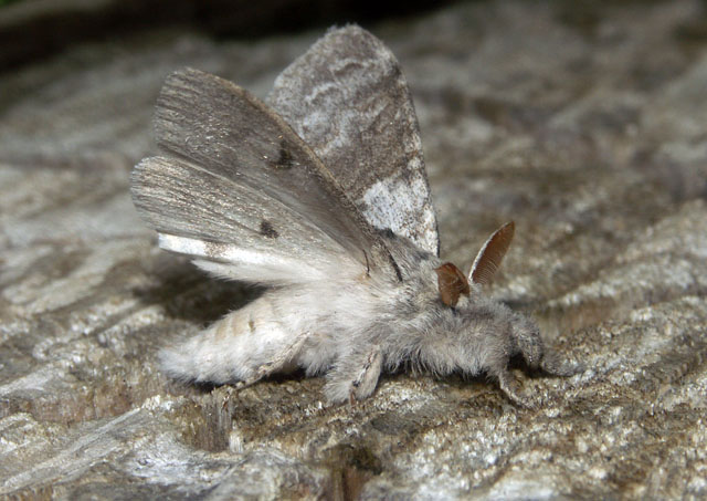 Calliteara pudibunda - Copyright Hugues Mouret